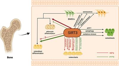 The Role of SIRT3 in the Osteoporosis